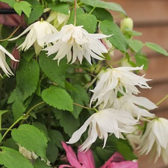 Clematis Luminous® Snow, С2 imagine 3