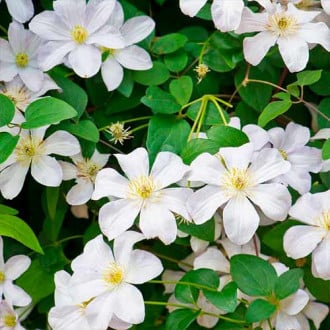 Clematis Madame Le Coultre imagine 5