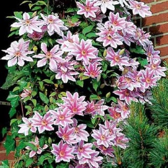 Clematis Nelly Moser imagine 3