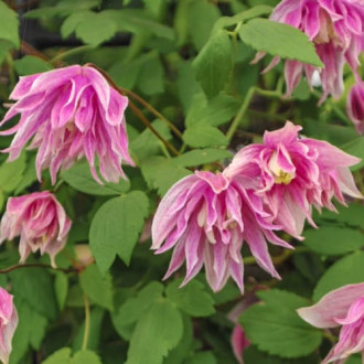 Clematis Pink Surprise, С2 imagine 4