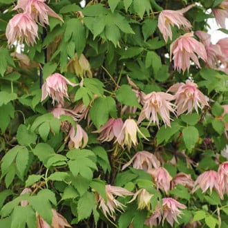 Clematis Pink Swing, С2 imagine 5