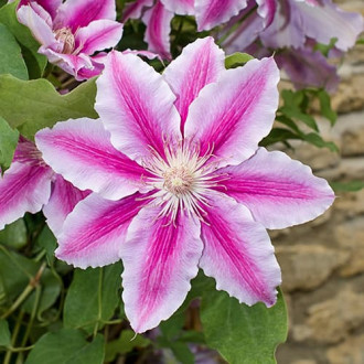 Clematis Bees Jubilee, C2 imagine 2