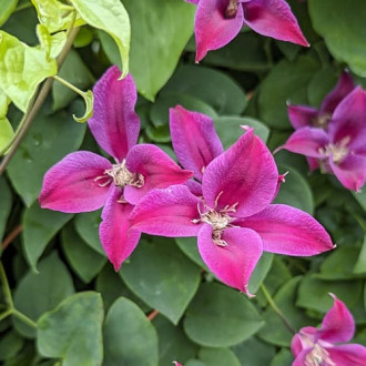 Clematis Gravetye Beauty, Р9 imagine 1