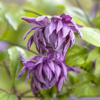 Clematis Mary Rose, Р9 imagine 3