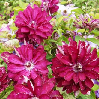 Clematis Red Star, С2 imagine 5