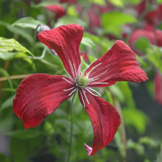 Clematis Strawberry Fields, С2 imagine 6