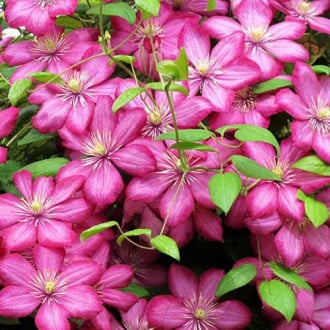 Clematis Ville de Lyon imagine 3
