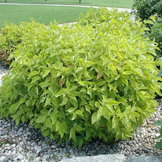 Cornus alba Aurea imagine 3