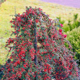 Cotoneaster Coral Beauty imagine 5