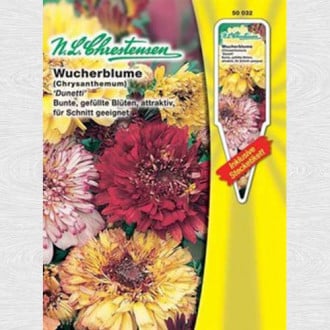 Crizantemă Dunetti, mix multicolor imagine 5