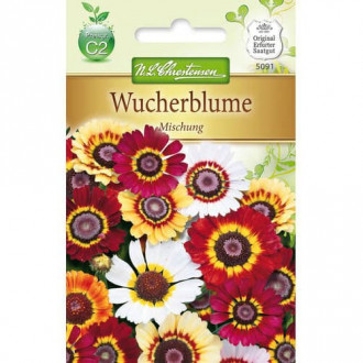 Crizantemă, mix multicolor imagine 1