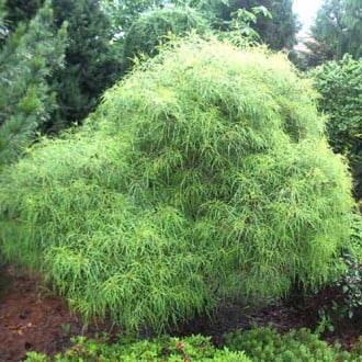 Crușin Aspleniifolia imagine 1