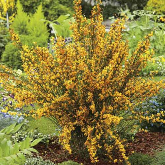 Cytisus Apricot Gem, C2 imagine 1