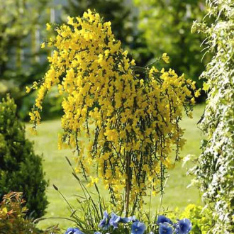 Cytisus Golden Sunlight, C2 imagine 2