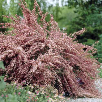 Cytisus Moyclare Pink, C2 imagine 3