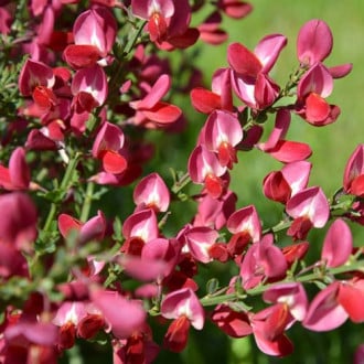 Cytisus Red Wings imagine 1