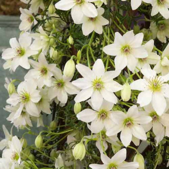 Clematis Early Sensation imagine 5