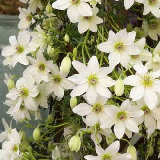 Clematis Early Sensation imagine 2