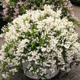 Deutzia gracilis Nikko imagine 6