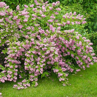 Deutzia hybrida Strawberry Fields, С2 imagine 4