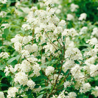 Deutzia lemoinei imagine 4