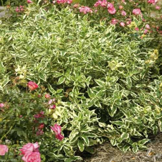 Diervilla sessilifolia Cool Splash ® PBR, C3 imagine 1