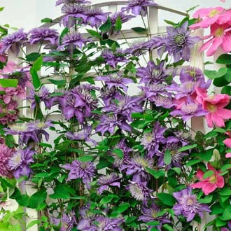 Clematis Coco Lovers, С2 imagine 1