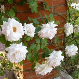 Trandafir urcător Swanensee imagine 5