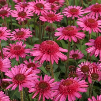 Echinacea Delicious Candy, С2 imagine 2