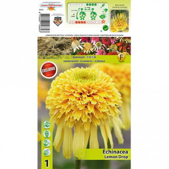 Echinacea Lemon Drop imagine 4