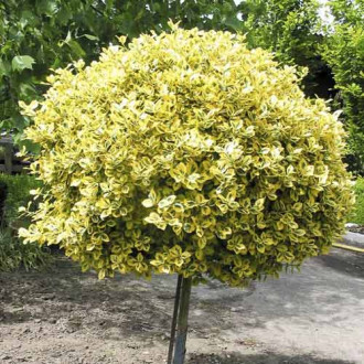 Euonymus Emerald'n Gold, C7,5 imagine 4