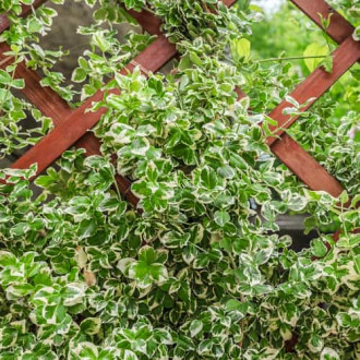 Euonymus fortunei Silver Queen, С2 imagine 4