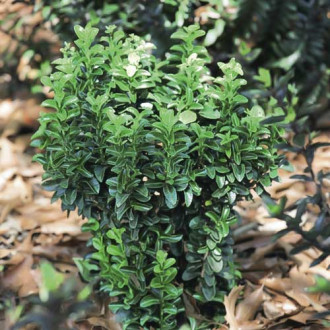 Euonymus Gold Rocket PBR, C3 imagine 6