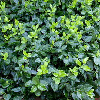 Euonymus Hort's Blaze fotografie 16 Euonymus Hort's Blaze imagine 16