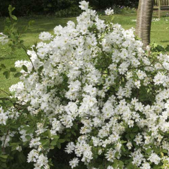 Exochorda The Bride, C2 imagine 1