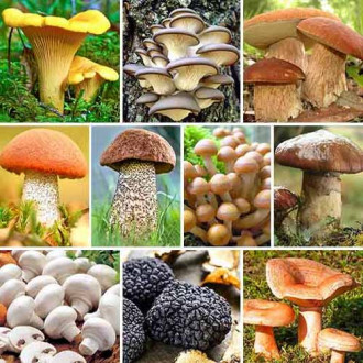 Super-ofertă! Set de ciuperci Mega Pack, 10 soiuri fotografie 18 Super-ofertă! Set de ciuperci Mega Pack, 10 soiuri imagine 18