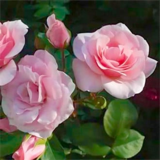 Trandafir floribunda Diademe Rose imagine 6