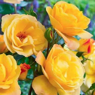 Trandafir floribunda Arthur Bell imagine 4