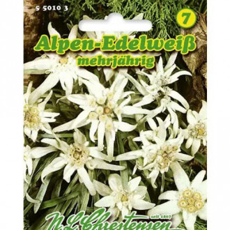 Floare de colț (Leontopodium alpinum) imagine 5