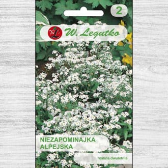 Floare de nu mă uita albă Legutko imagine 2