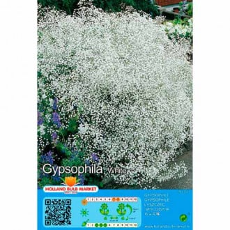 Floarea miresei (Gypsophila) White imagine 3
