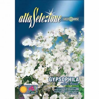Floarea miresei (Gypsophylla) cu flori albe imagine 4