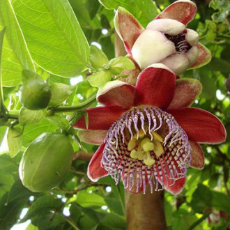 Floarea pasiunii (Passiflora) Alata Red imagine 1