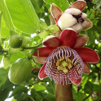 Floarea pasiunii (Passiflora) Alata Red imagine 5