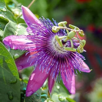 Floarea pasiunii (Passiflora) Purple Hybrid imagine 5