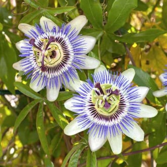 Floarea pasiunii (Passiflora) White & Blue Hybrid imagine 3