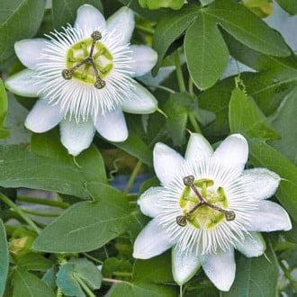 Floarea pasiunii (Passiflora) White Hybrid imagine 3