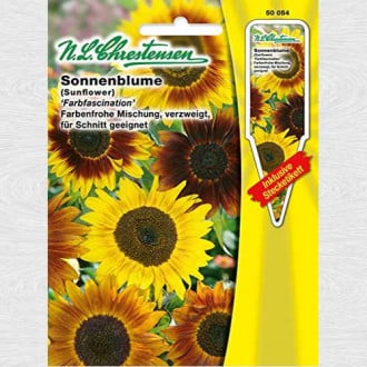 Floarea soarelui decorativă Color fascination imagine 6