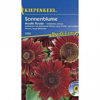 Floarea soarelui decorativă Moulin Rouge Kiepenkerl imagine 1