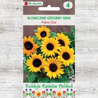 Floarea soarelui decorativă Polino Cola imagine 6